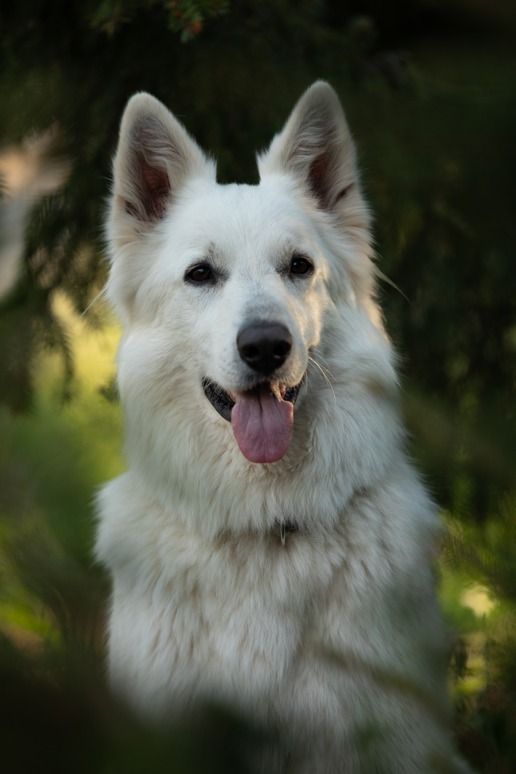 Weißer Schäferhund