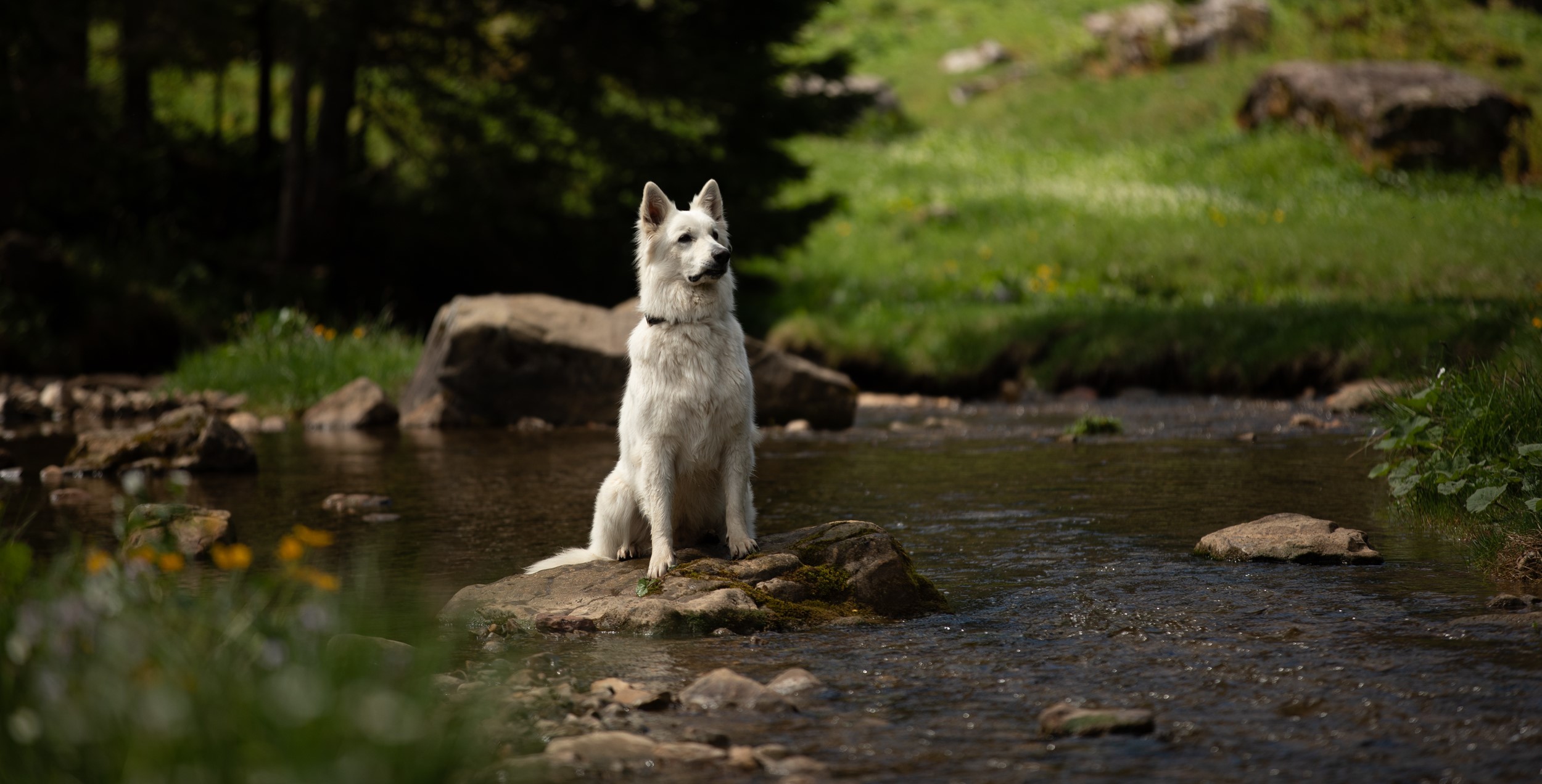 Weißer Schäferhund Fluss Justistal Schweiz