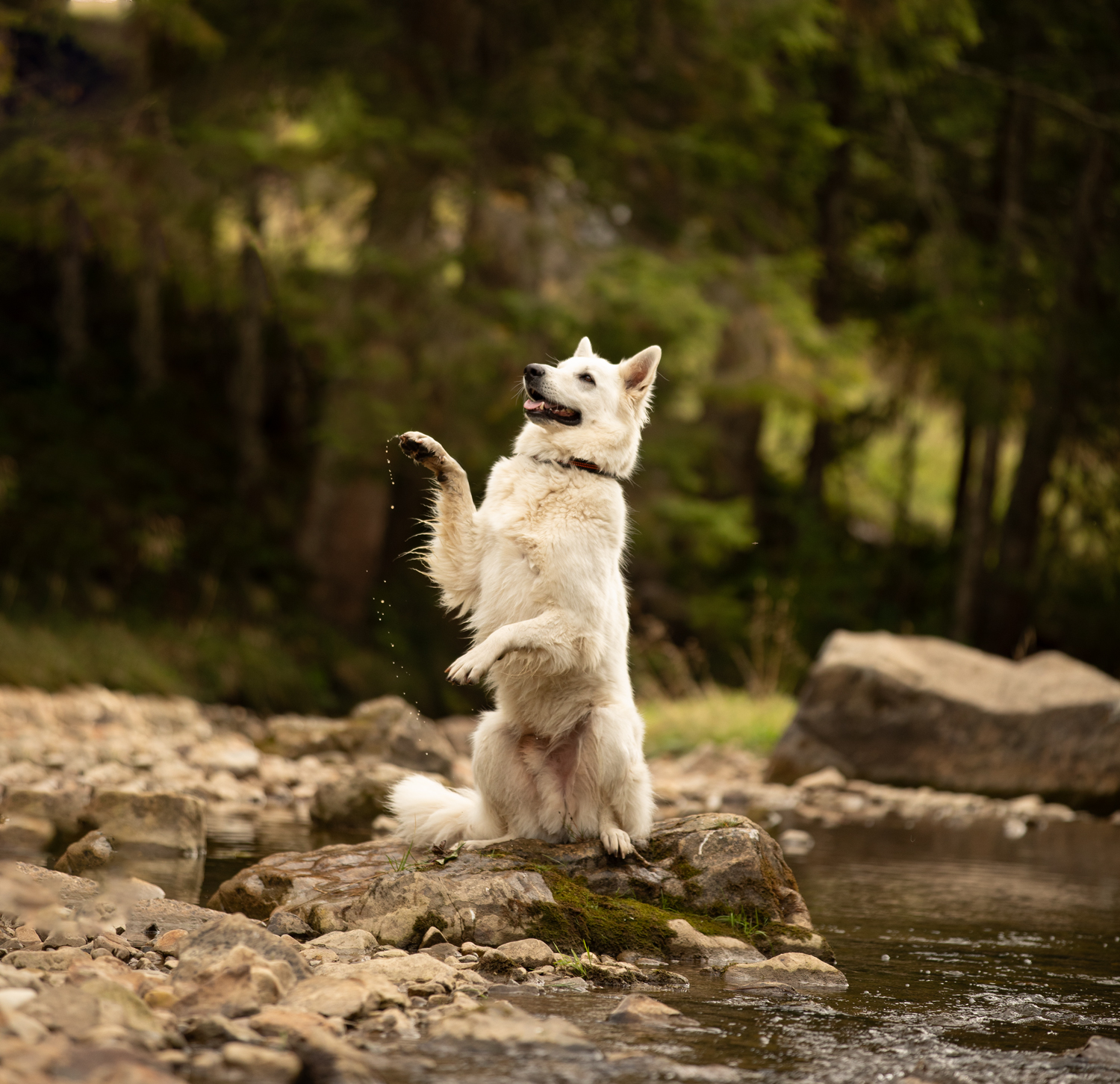 Weißer Schäferhund